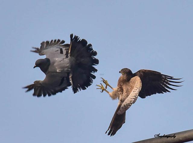 AIR POWER: Shikra hunting a Common pigeon. (PHOTO: AMI PRABAL) AIR POWER: Shikra hunting a Common pigeon. (PHOTO: AMI PRABAL)