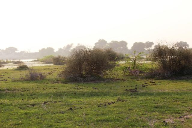 The pasture land in the village serves as a habitat for livestock and wildlife. (HT Photo)