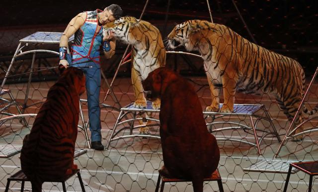 Big cat trainer Alexander Lacey hugs one of the tigers. (AP Photo) Big cat trainer Alexander Lacey hugs one of the tigers. (AP Photo)