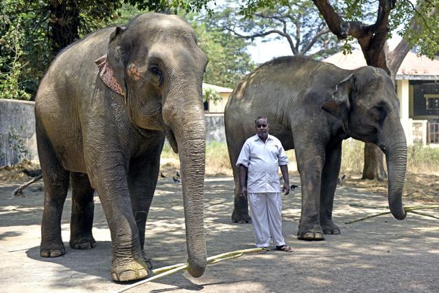 In Pics: After 3 Decades, ‘father To Mumbai’s Elephants’ To Retire From 