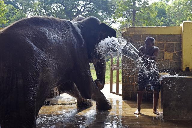 Bath time for the elephants at Byculla zoo is fun, thanks to Sajid. (Pratik Chorge/HT Photo)