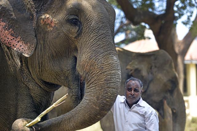 The elephants’ affection for their mahout is clear. (Pratik Chorge/HT Photo)