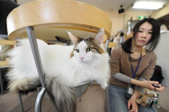 Animal Psychologists in Japan Create Traffic Safety Video for Cats