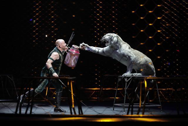 Tiger trainer Taba Maluenda performs with a white tiger during a show in Providence. (AP File Photo) Tiger trainer Taba Maluenda performs with a white tiger during a show in Providence. (AP File Photo)