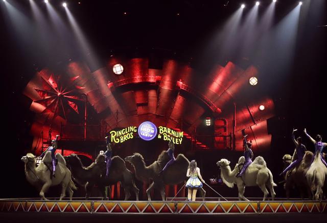 A performance by the Ringling Bros. and Barnum & Bailey Circus features the Desert Goddesses camels. (AP File Photo) A performance by the Ringling Bros. and Barnum & Bailey Circus features the Desert Goddesses camels. (AP File Photo)