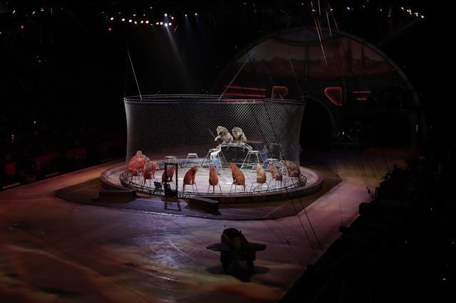 Alexander Lacey directs one of the lions during the final show of the Ringling Bros. and Barnum & Bailey Circus. (AP Photo) Alexander Lacey directs one of the lions during the final show of the Ringling Bros. and Barnum & Bailey Circus. (AP Photo)