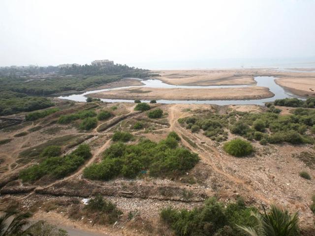 A file photo of hacking of mangroves in Versova. (File) A file photo of hacking of mangroves in Versova. (File)
