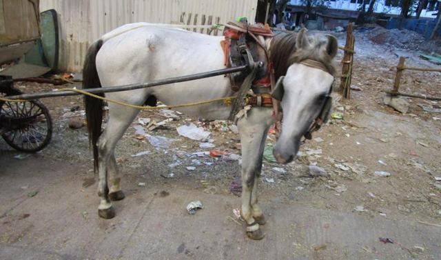 An injured Victoria horse. (HT File) An injured Victoria horse. (HT File)