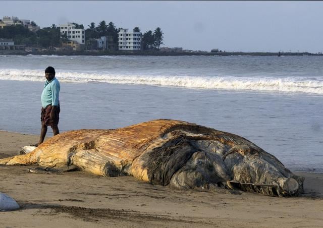 This was the 14th case of dead marine animal carcass washing ashore Mumbai’s beaches. (Samson Tupdal/HT)