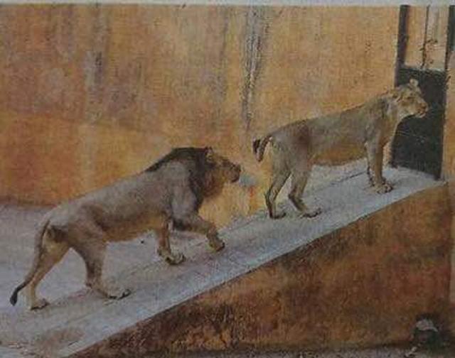 Tejika with her mate Siddhartha. (HT File Photo) Tejika with her mate Siddhartha. (HT File Photo)