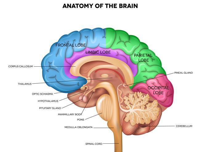 Learning to read in adulthood transforms brain, finds study | Health ...