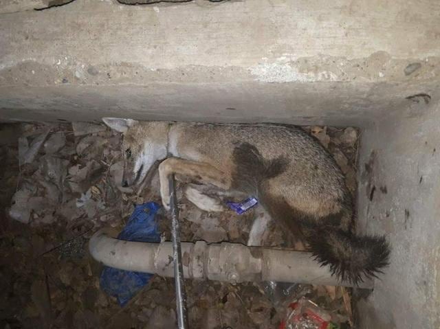 As the jackal attempted to run away from the dogs and people, it fell into a pit and got trapped. (HT) As the jackal attempted to run away from the dogs and people, it fell into a pit and got trapped. (HT)