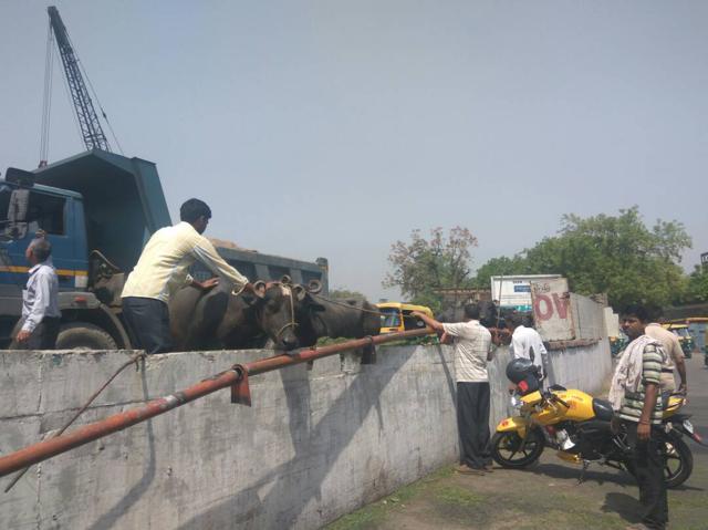 (Dhwani Kachru) (Dhwani Kachru)
