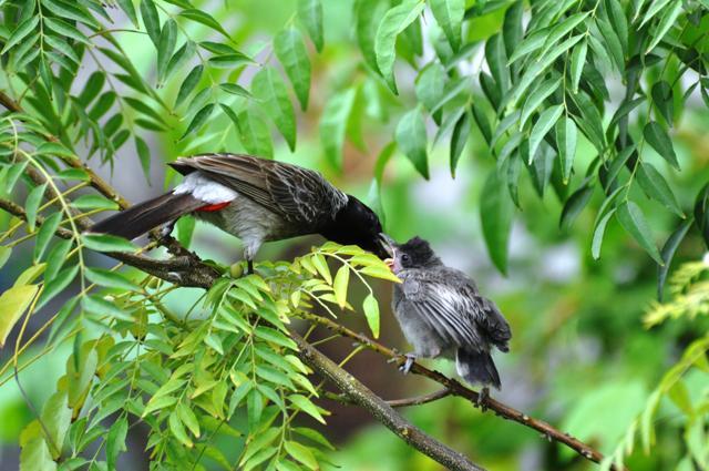 Bulbuls feast on tart berries near the writer’s residence. (Prerna Singh Bindra)
