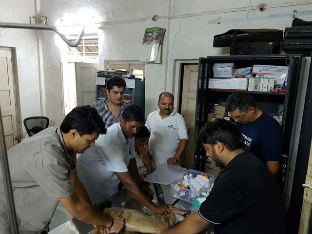 The animal has been taken to SGNP for medical treatment. (HT) The animal has been taken to SGNP for medical treatment. (HT)