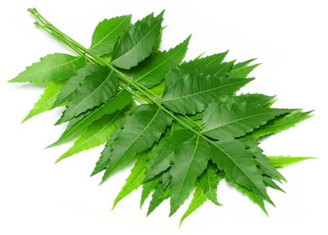 Neem is an antiseptic, and it protects your hair from infections. (iStockphoto)