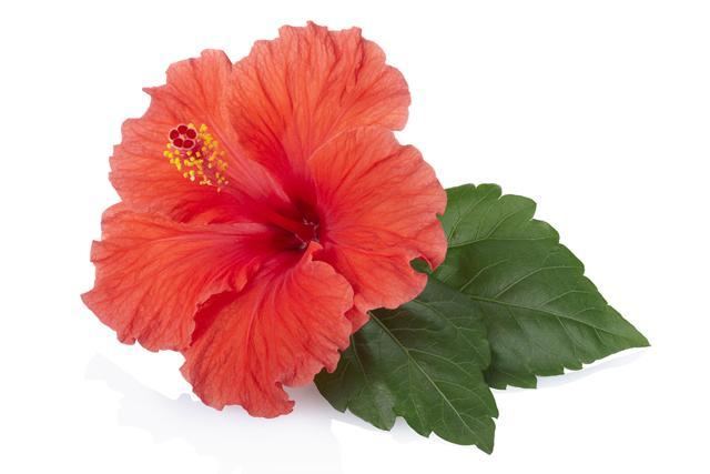 Red hibiscus flower protects hair fall by strengthens the hair roots. (Getty Images/iStockphoto)