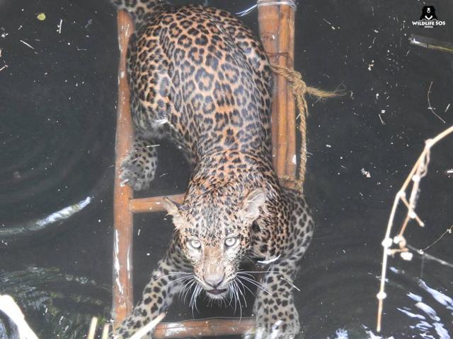 The leopard trying to keep afloat during the rescue. (HT) The leopard trying to keep afloat during the rescue. (HT)