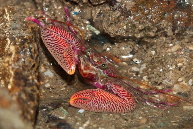 Petrolisthes, a type of marine porcelain crab, is among the 40 varieties you can spot on Mumbai’s shores. (Abhishek Jamalabad)