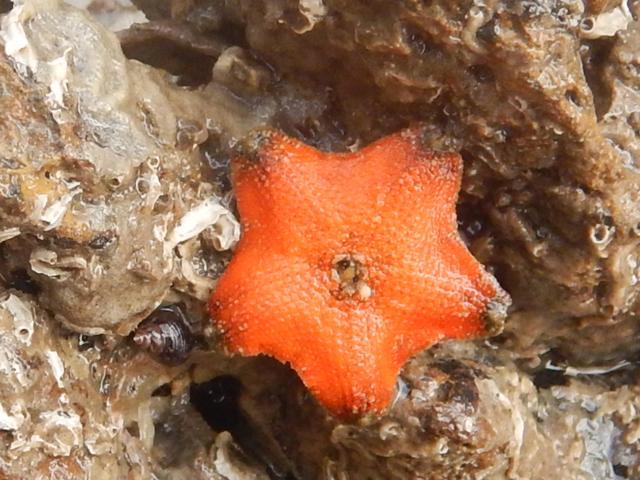 Starfish or Sea Stars are regularly seen in the tide pools at Marine Drive. (Photo: Marine Life of Mumbai)