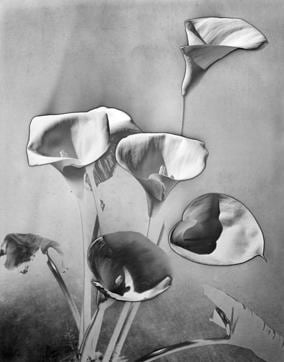 Les Arums, shot in 1930. (© Man Ray Trust – ADAGP / Courtesy MONDO GALERIA | TARQ)