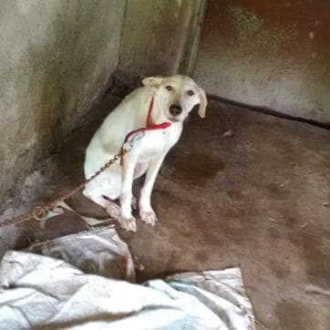 Dog breeders and shops selling fish for aquariums will have to register themselves with state’s animal welfare board. (HT FILE) Dog breeders and shops selling fish for aquariums will have to register themselves with state’s animal welfare board. (HT FILE)