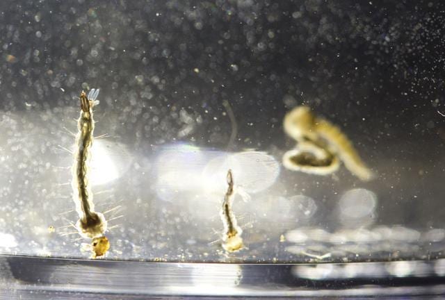 In this August 24, 2016 file photo, Aedes Aegypti mosquito larvae swim in a container at the Florida Mosquito Control District Office in Marathon. (AP) In this August 24, 2016 file photo, Aedes Aegypti mosquito larvae swim in a container at the Florida Mosquito Control District Office in Marathon. (AP)