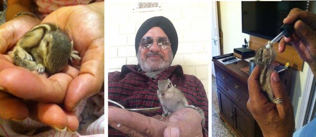 CAPTION: Tipsy asleep in Jyotsna’s hand as a pup; (centre) with Col. Rajbir S. Gill (retd.) as a young mother; and (right) relishing honey milk from a dropper as a pup. (PHOTOS: JYOTSNA GILL) CAPTION: Tipsy asleep in Jyotsna’s hand as a pup; (centre) with Col. Rajbir S. Gill (retd.) as a young mother; and (right) relishing honey milk from a dropper as a pup. (PHOTOS: JYOTSNA GILL)