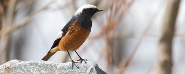 A male redstart. (Photo: HS SANGHA) A male redstart. (Photo: HS SANGHA)