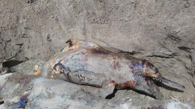 The dolphin carcass. Both the carcasses were buried at Shirgaon beach in the presence of forest officials from Palghar. (Bhushan Bhoir) The dolphin carcass. Both the carcasses were buried at Shirgaon beach in the presence of forest officials from Palghar. (Bhushan Bhoir)