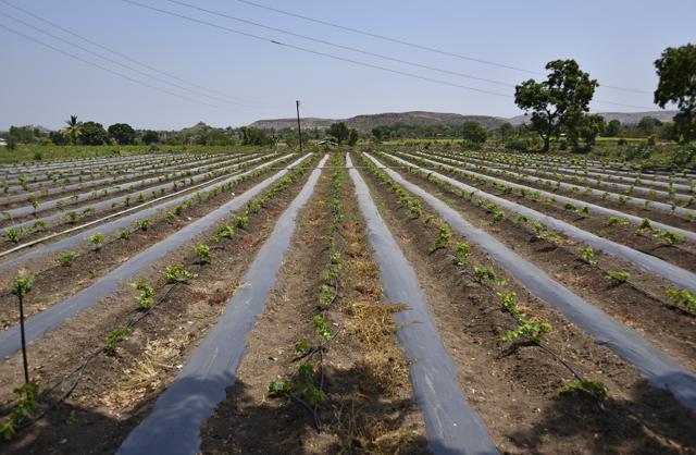 This village of grape growers on an average produces 1,000 tonnes of global quality table grapes that get exported to Europe, through direct purchase agreements with big companies. (Vijayanand Gupta/HT Photo) This village of grape growers on an average produces 1,000 tonnes of global quality table grapes that get exported to Europe, through direct purchase agreements with big companies. (Vijayanand Gupta/HT Photo)