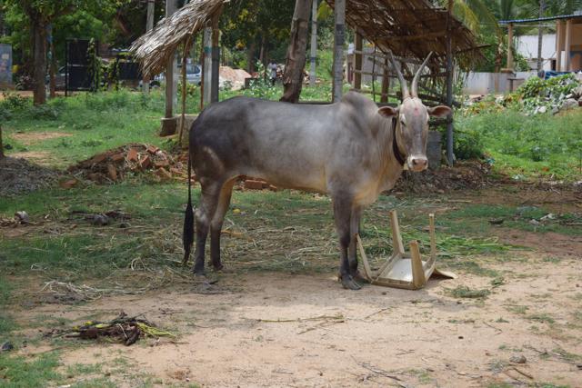 Dalits say the temple bull running away for a few hours is being used to taunt them. (Vikram Gopal/HT Photo)