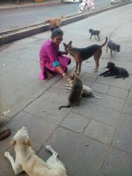 Students from the North Campus have been taking care of dogs at the shelters in between their class lectures. Students from the North Campus have been taking care of dogs at the shelters in between their class lectures.