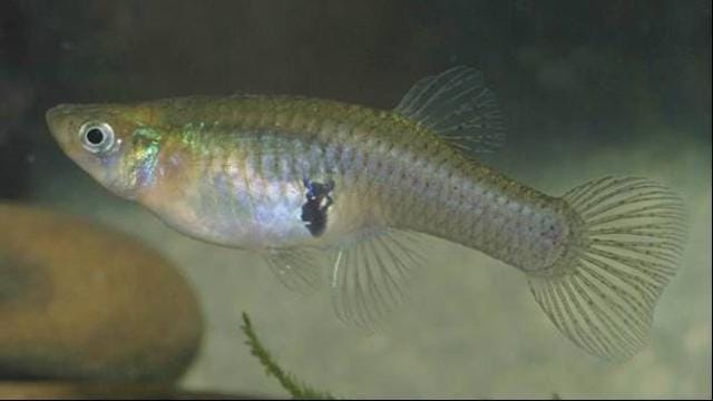 Gambushia fish feeds on mosquito larvae and thus helps prevent mosquito breeding. Gambushia fish feeds on mosquito larvae and thus helps prevent mosquito breeding.