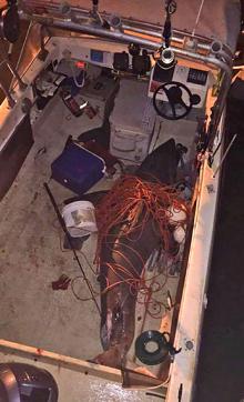The great white shark which leapt into the boat of fisherman Terry Selwood. (AFP) The great white shark which leapt into the boat of fisherman Terry Selwood. (AFP)