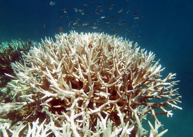 An undated handout photo taken by Bette Willis and released ARC Centre of Excellence for Coral Reef Studies shows a bleaching on a coral reef in Great Barrier Reef. (AFP Photo)