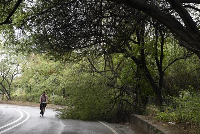 A fallen tree in the Capital after Sunday night’s storm. (Saumya Khandelwal/HT PHOTO) A fallen tree in the Capital after Sunday night’s storm. (Saumya Khandelwal/HT PHOTO)