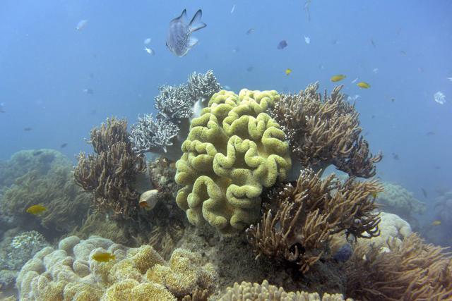 Fish swim past coral on Australia's Great Barrier Reef. (AFP File Photo)