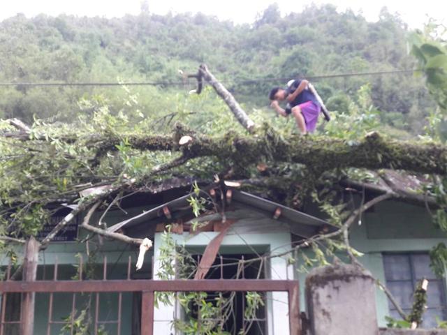 Many trees fell on houses in Mizoram as cyclone Mora hit the northeast. (HT Photo) Many trees fell on houses in Mizoram as cyclone Mora hit the northeast. (HT Photo)