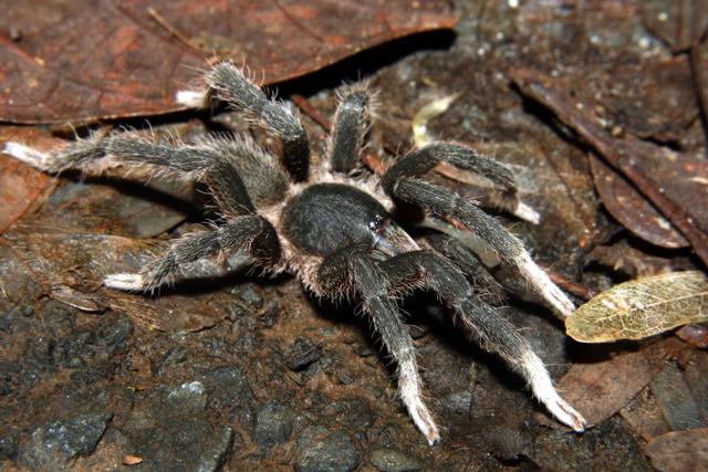 Heterophrictus aareyensis was discovered at Aarey in 2014. (Rajesh Sanap and Zeeshan Mirza)