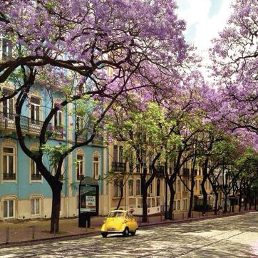 Lisbon’s trademark flower, the jacaranda, has traveled the world (Getty Images) Lisbon’s trademark flower, the jacaranda, has traveled the world (Getty Images)