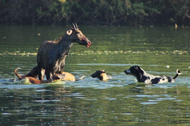 A nilgai or bluebull is attacked by feral dogs near Gandhinagar in Gujarat. Strays don’t often hunt live animals for food. Skirmishes occur over territory, or competition over food. Even large mammals find it hard to escape or fight back when the dogs are in packs. (Vickey Chouhan) A nilgai or bluebull is attacked by feral dogs near Gandhinagar in Gujarat. Strays don’t often hunt live animals for food. Skirmishes occur over territory, or competition over food. Even large mammals find it hard to escape or fight back when the dogs are in packs. (Vickey Chouhan)