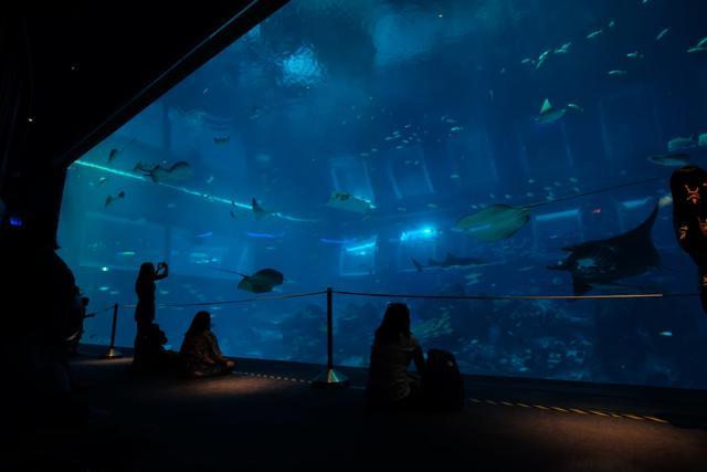 S.E.A. Aquarium, Singapore. (Shutterstock) S.E.A. Aquarium, Singapore. (Shutterstock)
