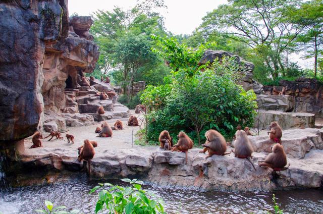 Hamadryad monkeys at the Singapore Zoo. (Shutterstock) Hamadryad monkeys at the Singapore Zoo. (Shutterstock)