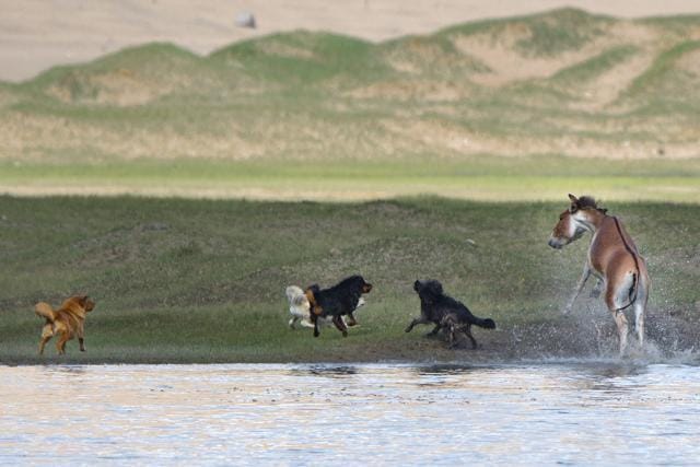 Dogs harass a kiang, a wild-ass species, in Ladakh. In the Himalayan regions, high numbers of free-ranging dogs are also becoming a worry for farmers. The dogs often prey on livestock when garbage runs low after the tourist season. (Saurabh Sawant) Dogs harass a kiang, a wild-ass species, in Ladakh. In the Himalayan regions, high numbers of free-ranging dogs are also becoming a worry for farmers. The dogs often prey on livestock when garbage runs low after the tourist season. (Saurabh Sawant)