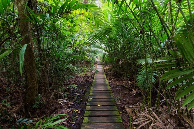 Walkway inside a palm tree forest in Bako National Park, Malaysia, Borneo. (Shutterstock) Walkway inside a palm tree forest in Bako National Park, Malaysia, Borneo. (Shutterstock)