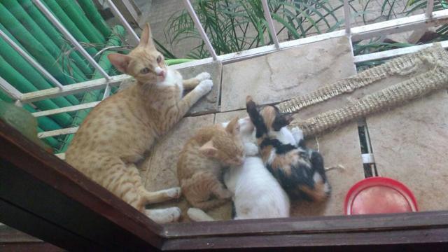 The cat with her three kitten before the incident. (HT) The cat with her three kitten before the incident. (HT)