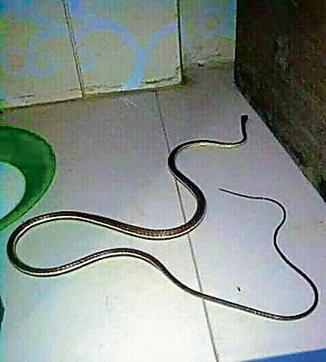 The Common bronzeback tree snake in the bathroom of a bungalow in Sector 9, Chandigarh. (WHATSAPP)