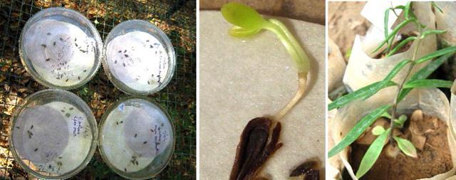 Hedulo seeds and plants that were regrown by Central Arid Zone Research Institute scientists. (HT Photo) Hedulo seeds and plants that were regrown by Central Arid Zone Research Institute scientists. (HT Photo)