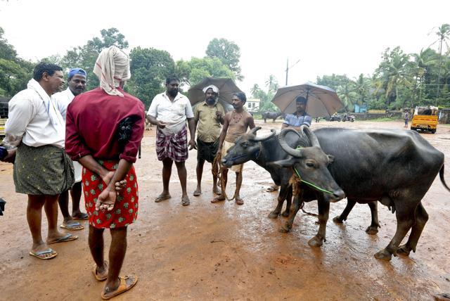 In Kerala cattle market, meat traders and farmers feel the pinch of ...